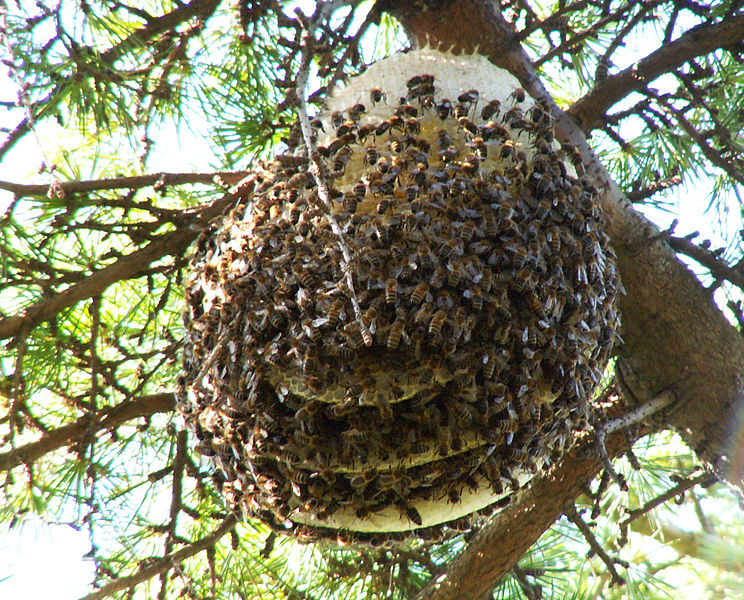 Les habitants de la ruche : l'Abeille ouvrière - Apis Cera