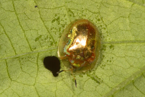 Charidotella sexpunctata - Golden Tortoise Beetle