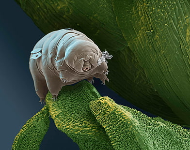 tardigrade-wallpaper-thumb