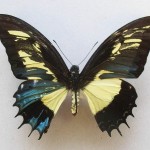 800px-Papilioandrogeusgynandromorph
